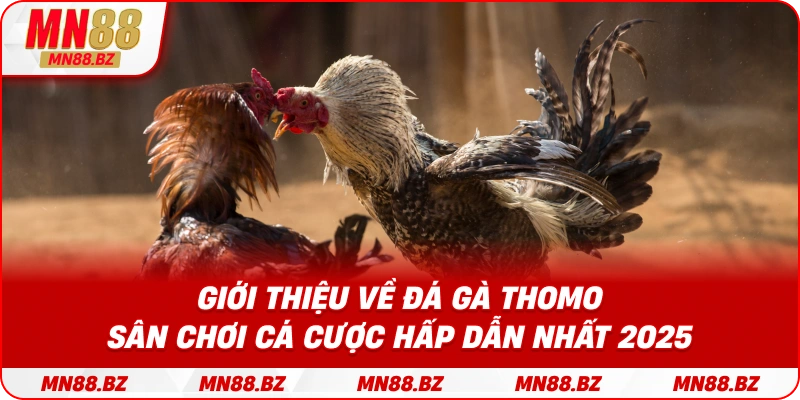 Khám phá đấu trường đá gà Thomo nổi tiếng và sôi động nhất năm 2025