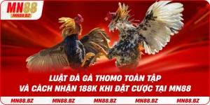 Luật đá gà Thomo toàn tập và cách nhận 188k khi đặt cược tại MN88